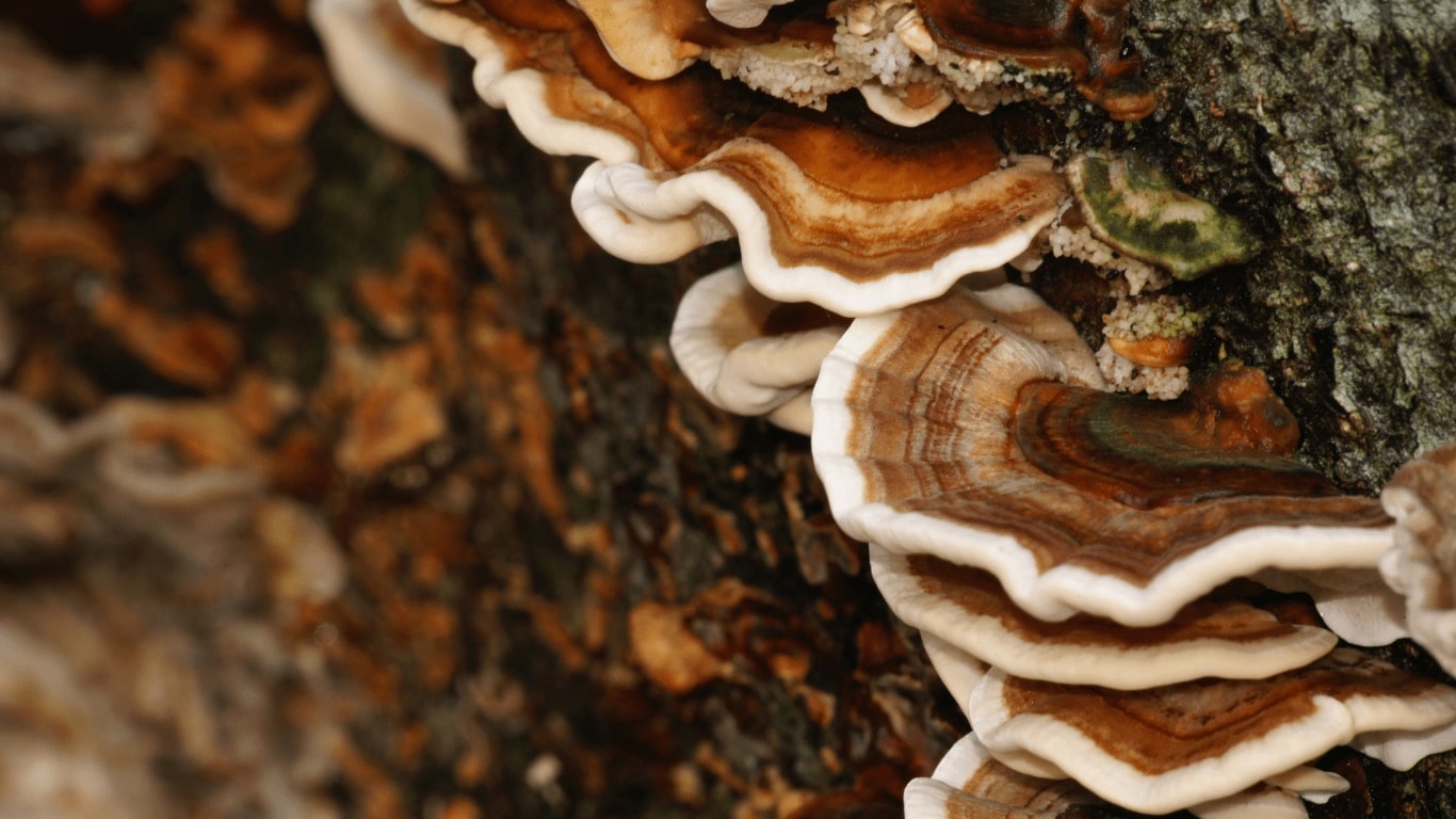 Turkey Tail Vs False Turkey Tail A Comprehensive Guide To Identifying turkey-tail-vs-false-turkey-tail-a-comprehensive-guide-to-identifying